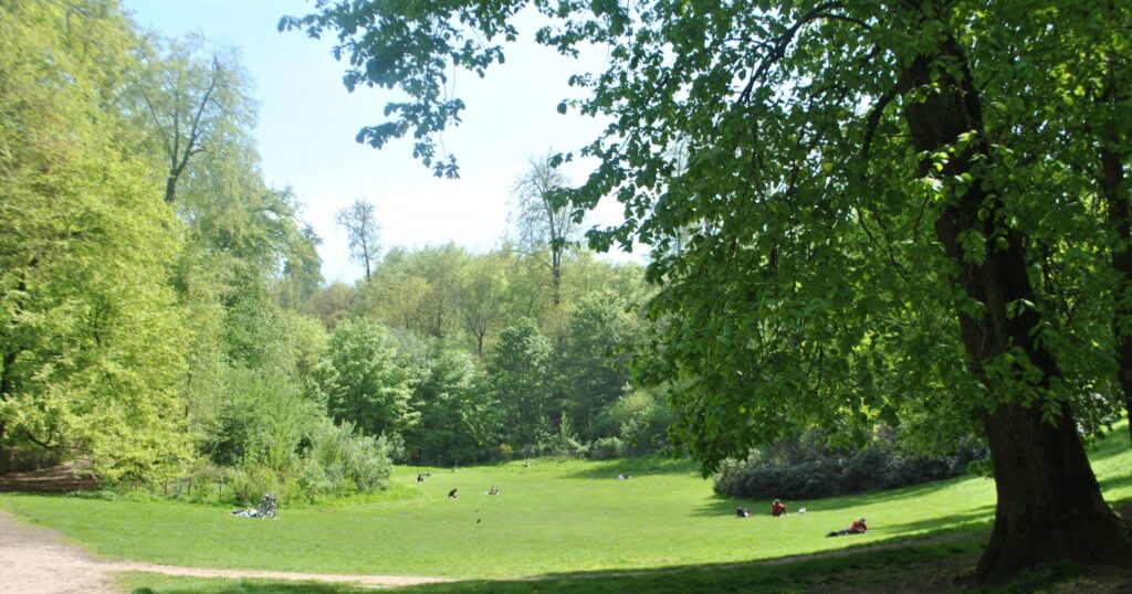 duden cviolette damanet 2