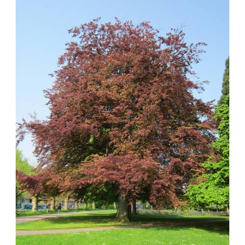 hetre pourpre 16 cm de haut x1 heki 1788 ho 187